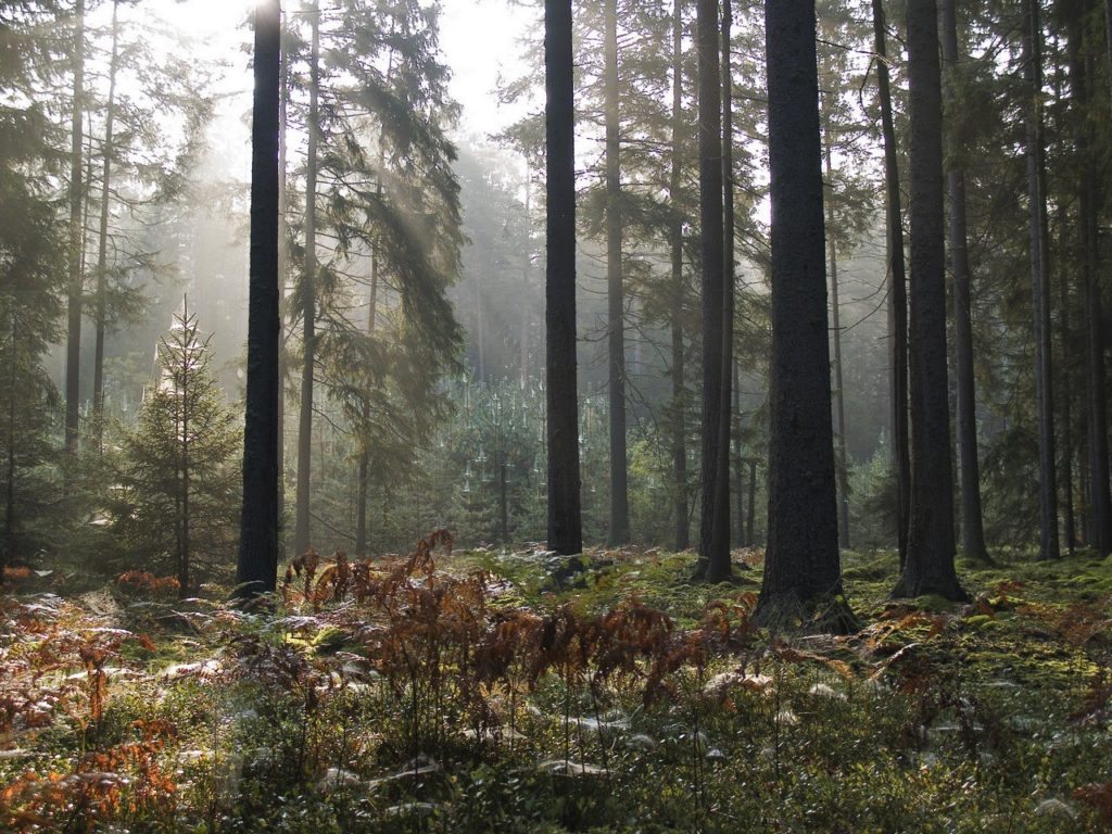 Nature reserves and national parks in Belarus. Fog in the forest
