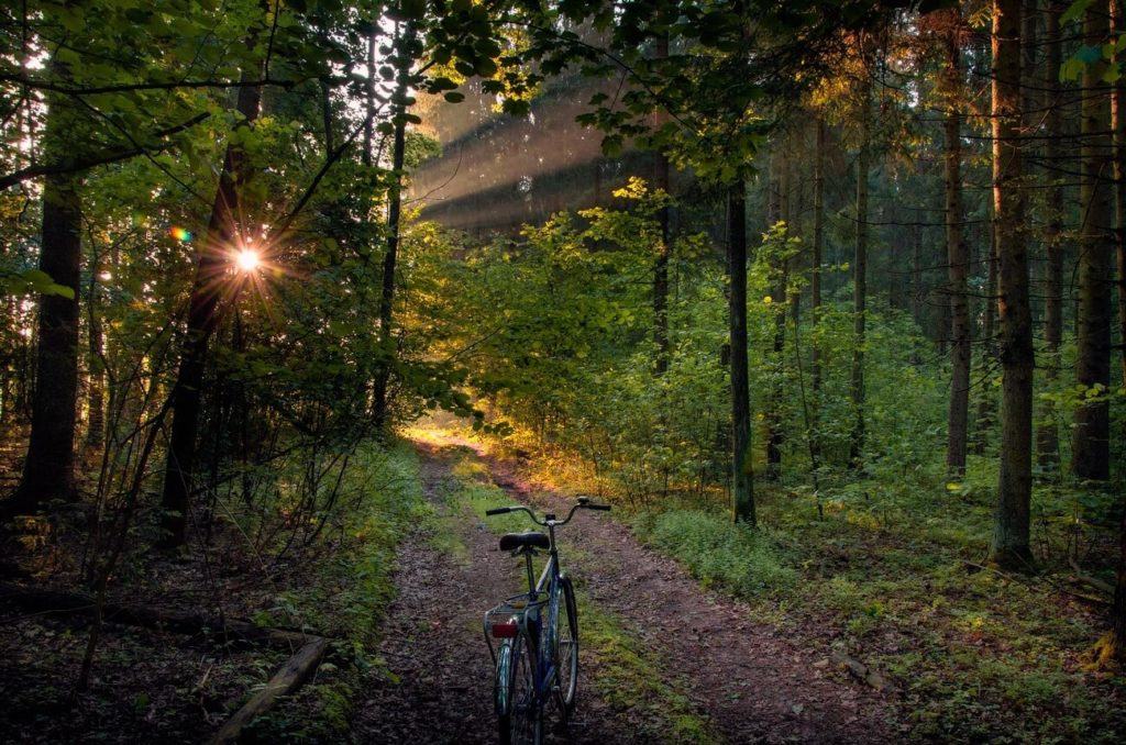 Beautiful nature of Belarus. Forest bike path
