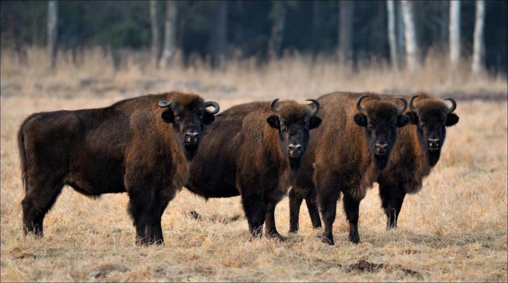 4 European bizons in the Bialowieza Forest