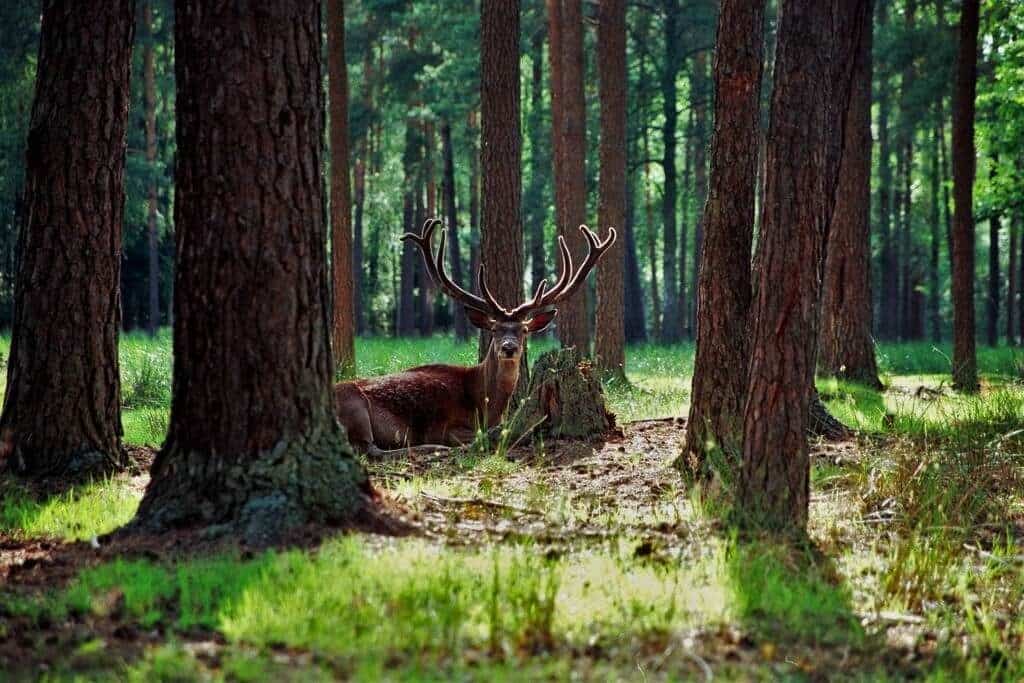 Deer in the Bialowieza Forest, Belarusian National Park