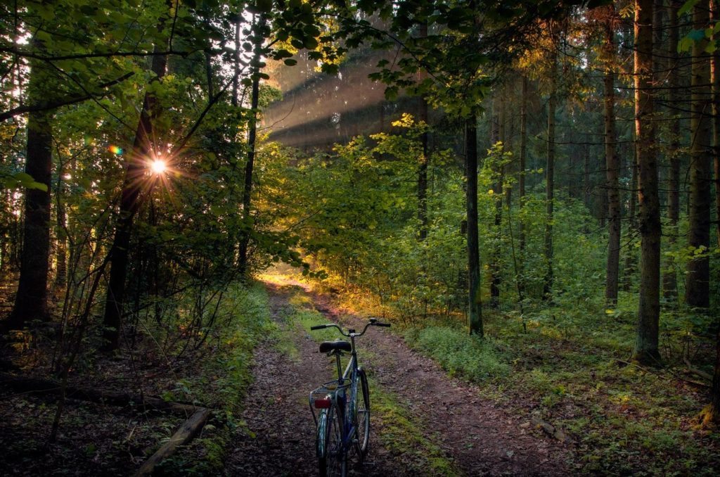 Nature reserves and national parks. Bike in the Woods