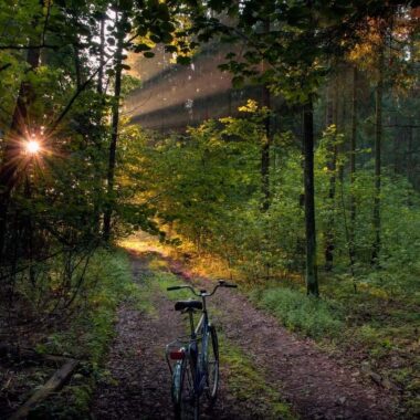 Beautiful nature of Belarus, Forest bike path in the national park