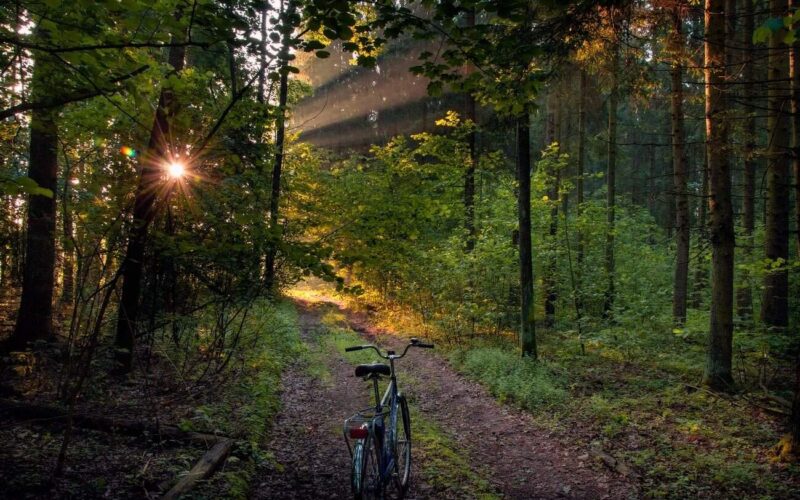 Beautiful nature of Belarus, Forest bike path in the national park