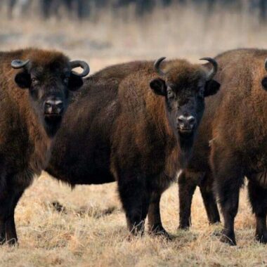 European Bisons in Belarus