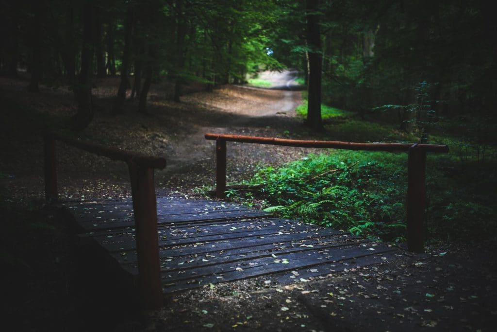 forest path, bridge in the forest