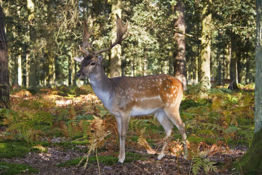 Deer in the forest, Belarus hunting