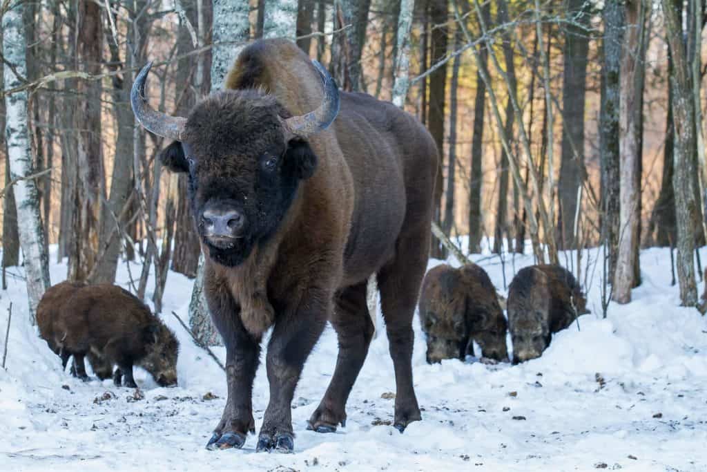 Bison in winter in Belarus