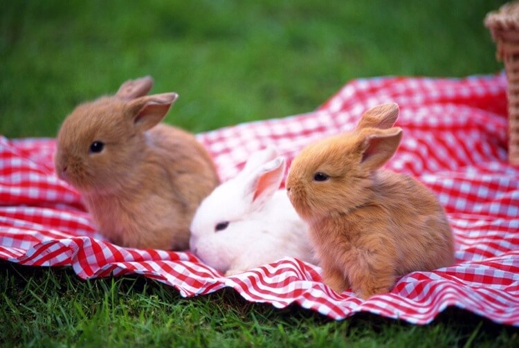 Small rabbits in Minsk zoo