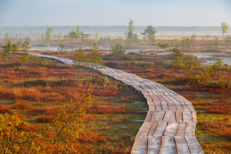 красивое болото в Беларуси