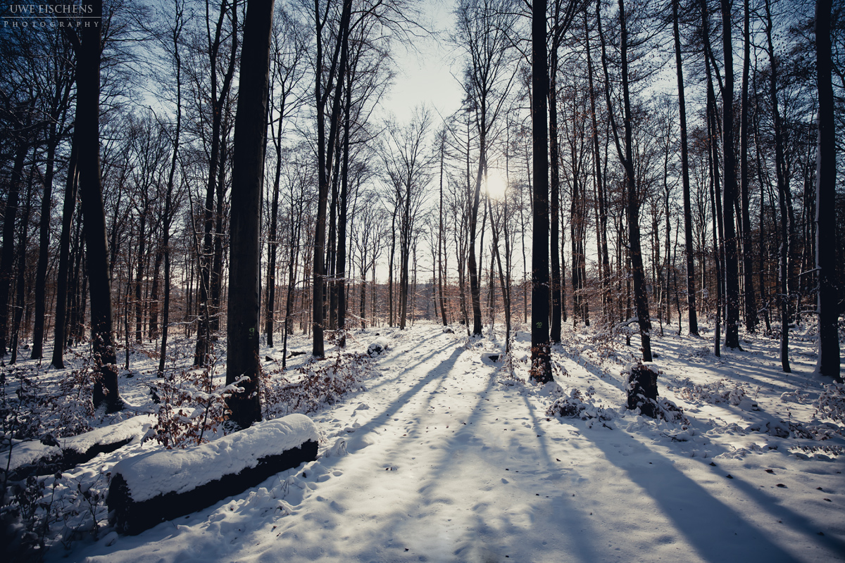 beautiful winter forest