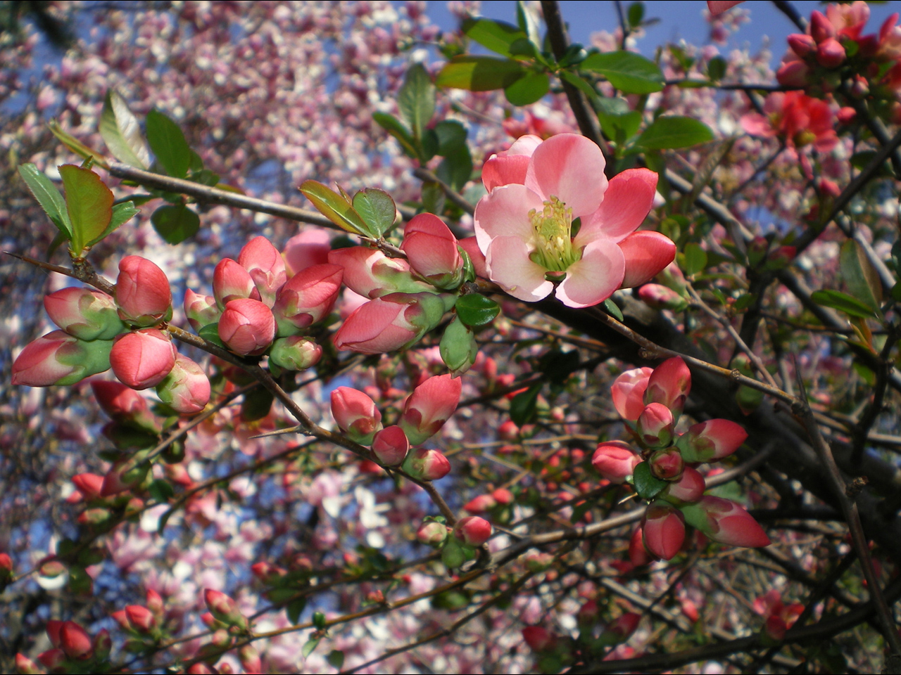 Какие деревья цветут в апреле. Весеннее цветение плодовых деревьев. Яблоня красивоцветущая. Весеннее дерево. Цветущие деревья в апреле.