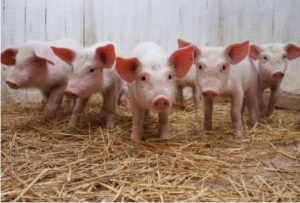 разведение свиней в Беларуси