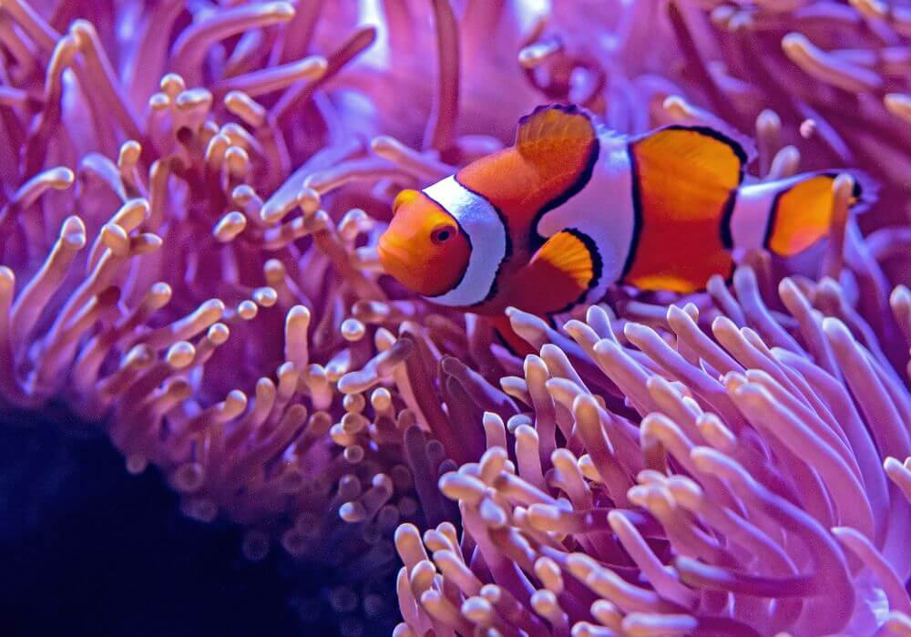 Nemo dolphinarium and fish in an aquarium