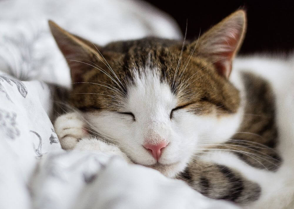 Sleeping Cat in the cat museum in minsk