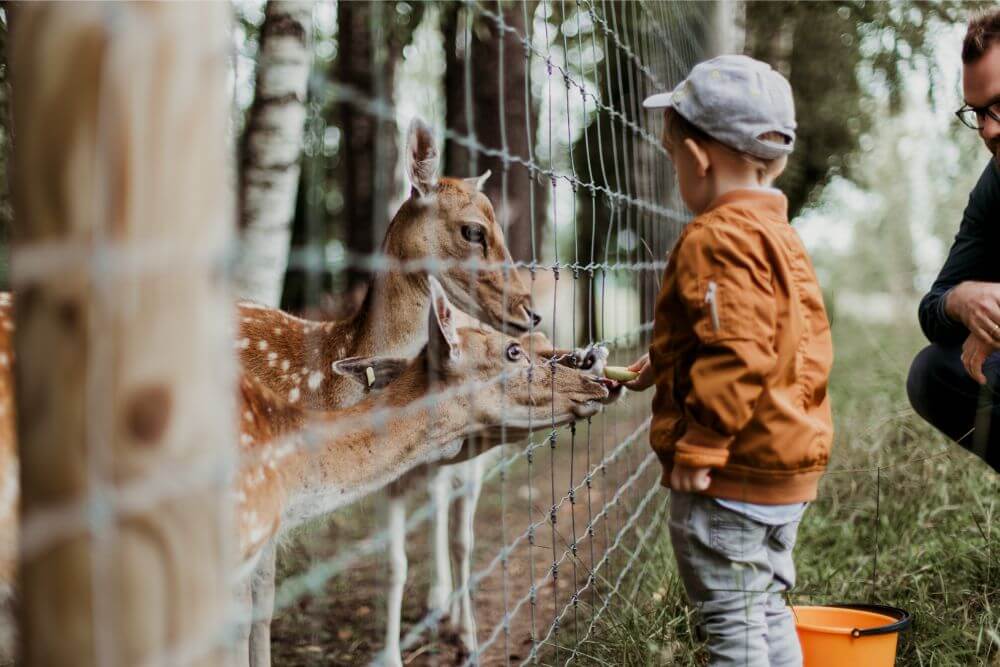 Child with the deers, zoo in Minsk