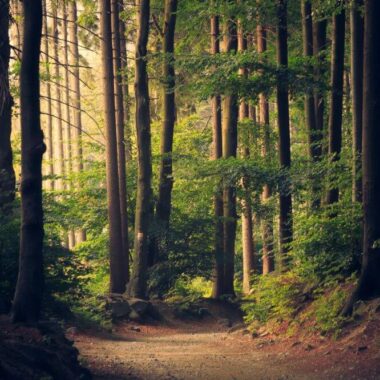 unique natural reserve, forest hike in Belarus