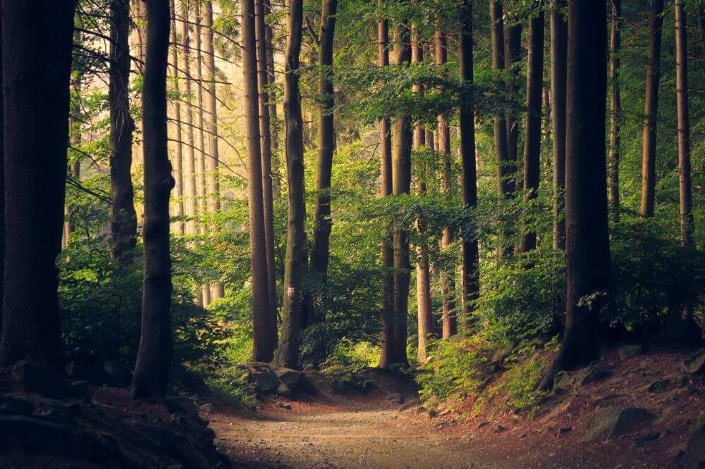 unique natural reserve, forest hike in Belarus