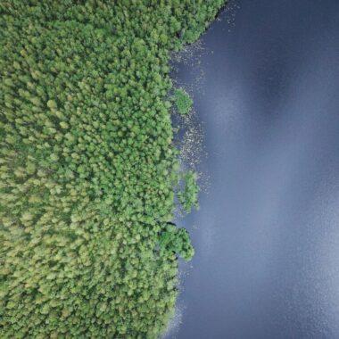 Forest near lake in Belarus view from the drone