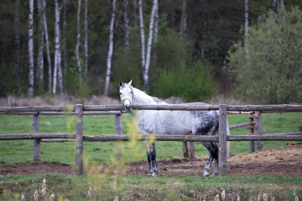 white horse outdoors in the nature between trees in Belarus countryside 