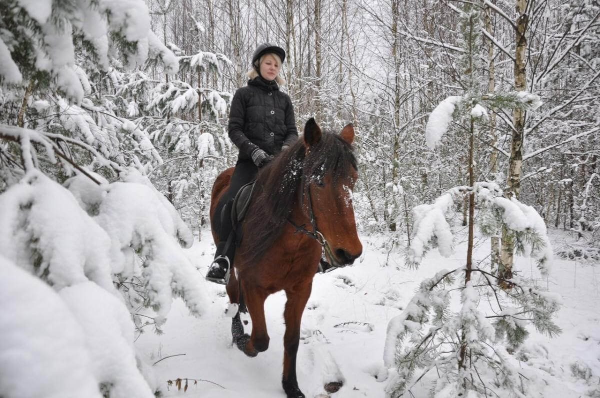 Зимняя конная прогулка по снегу в лесу
